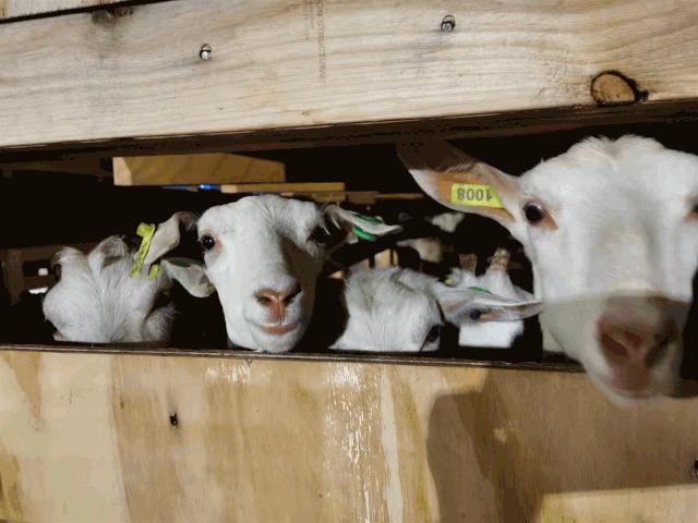 澳洲“飞来”930多只种羊空降银川