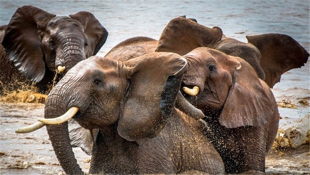 大象脚底可以感知很远的声音吗,大象听力来源于脚