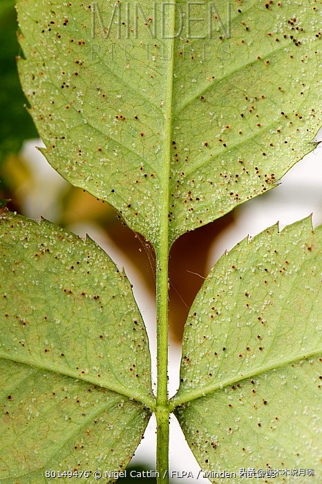 月季病害通用药,月季病害的必备药物