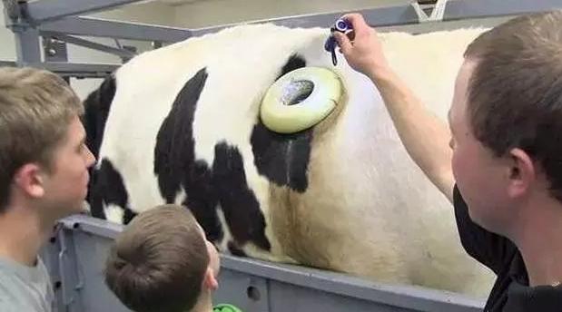 牛身上掏一个洞这对牛有何影响,牛身上为什么要掏个洞