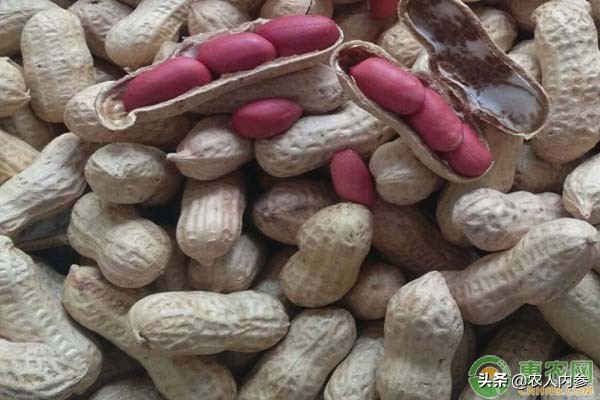 内蒙古葵花籽价格最新行情,菜籽油花生油葵花籽油多少钱一斤