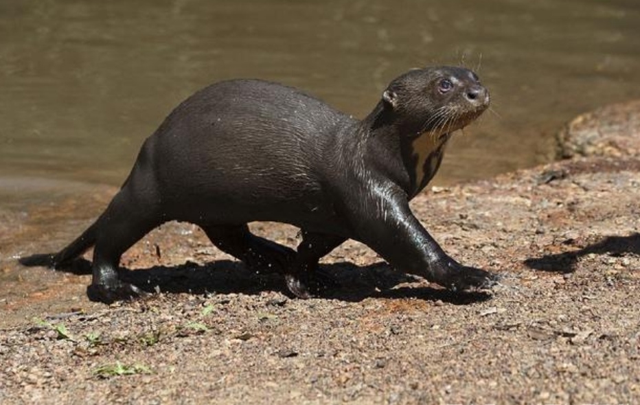 亚马逊丛林有什么危险的东西,亚马逊丛林究竟多可怕