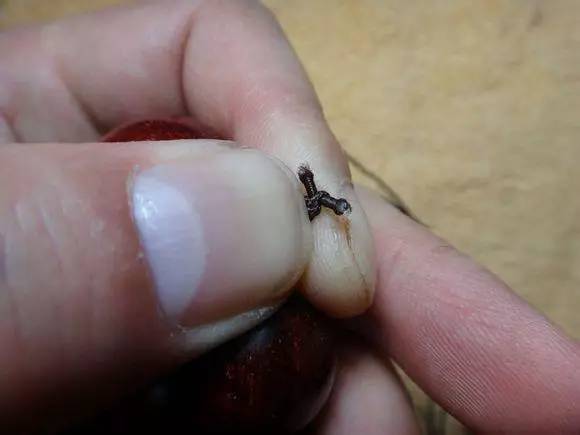 小叶紫檀单圈手串弹力绳打结方法,用弹力绳串小叶紫檀手串的教程