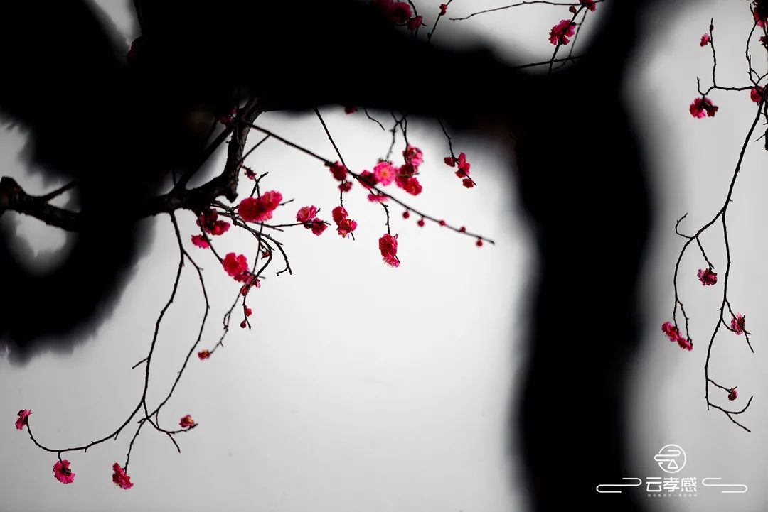 李鸿飞摄影作品初春,李鸿飞画家