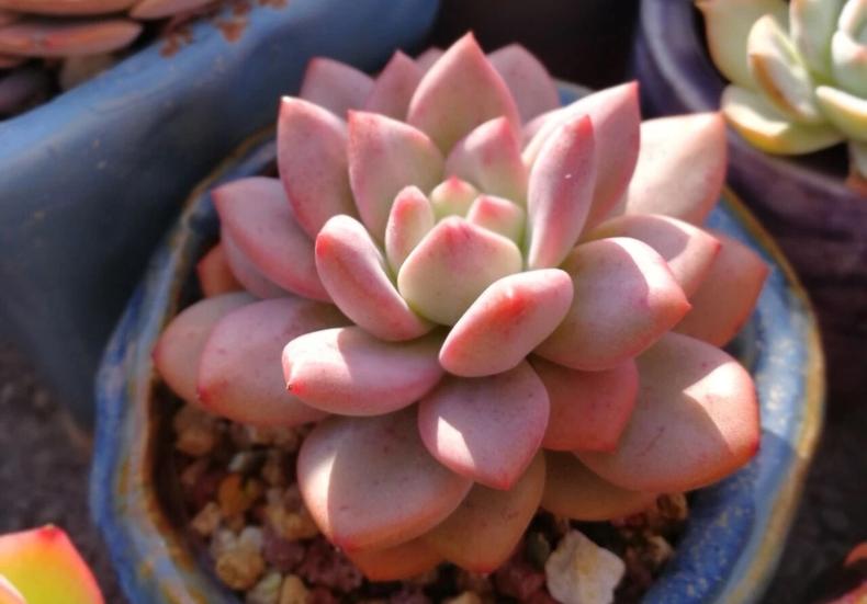 多肉晒伤了怎么恢复,多肉晒伤了该怎么处理