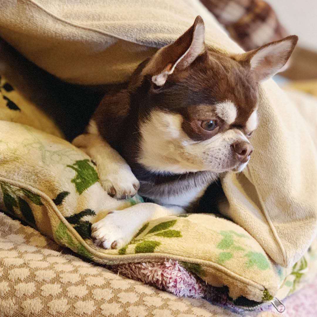 听说所有的狗会跟主人越长越像,狗长得越来越像主人