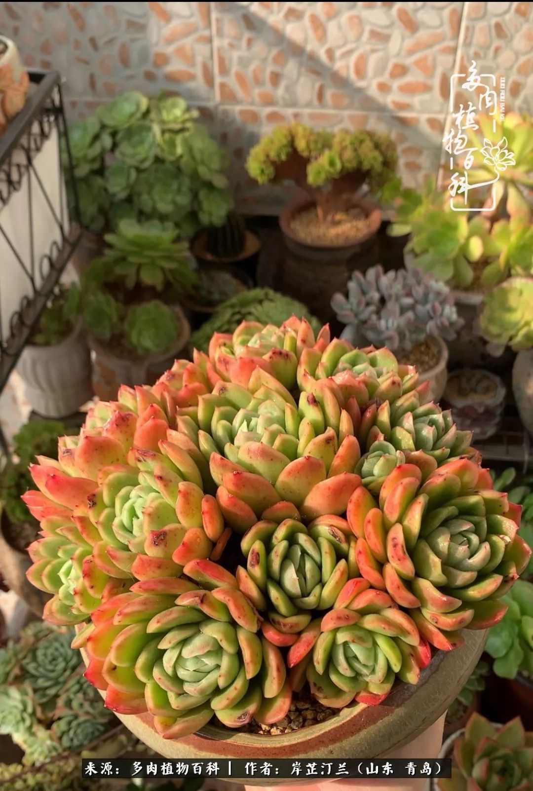 寒冷的冬季唯有多肉,冬日里的多肉宛如雪莲花