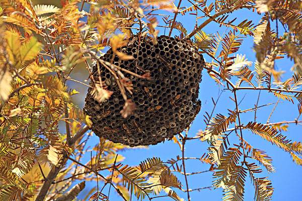 怎么捅马蜂窝最安全最快,捅小马蜂窝的正确方法