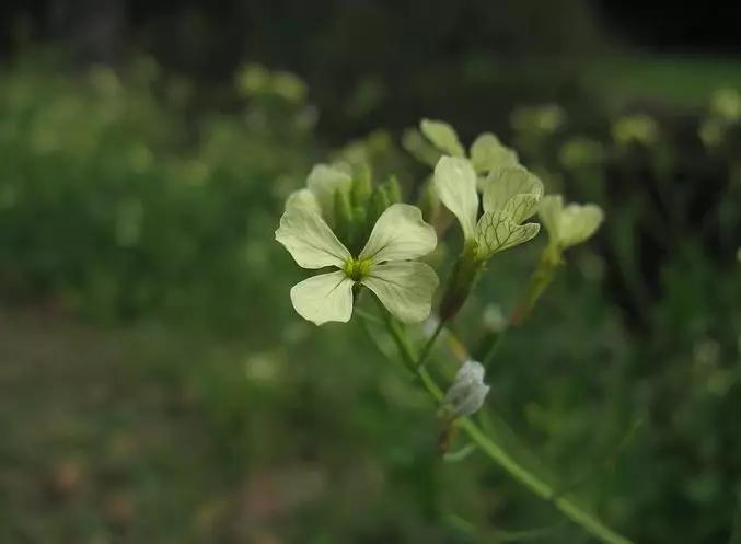 二月初二龙抬头命运,农历二月初二祥龙抬头鸿运当头