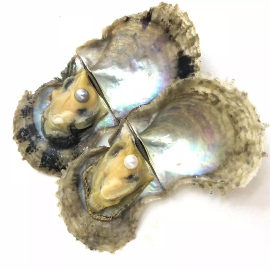 12毫米的淡水珍珠多少钱一颗,疯狂的黑珍珠