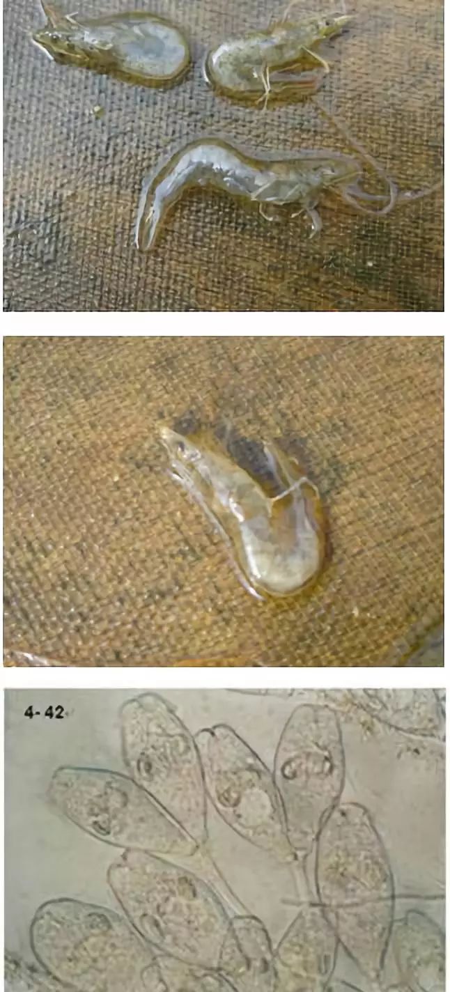 水产室内养殖对虾好养吗,对虾养殖要打什么药