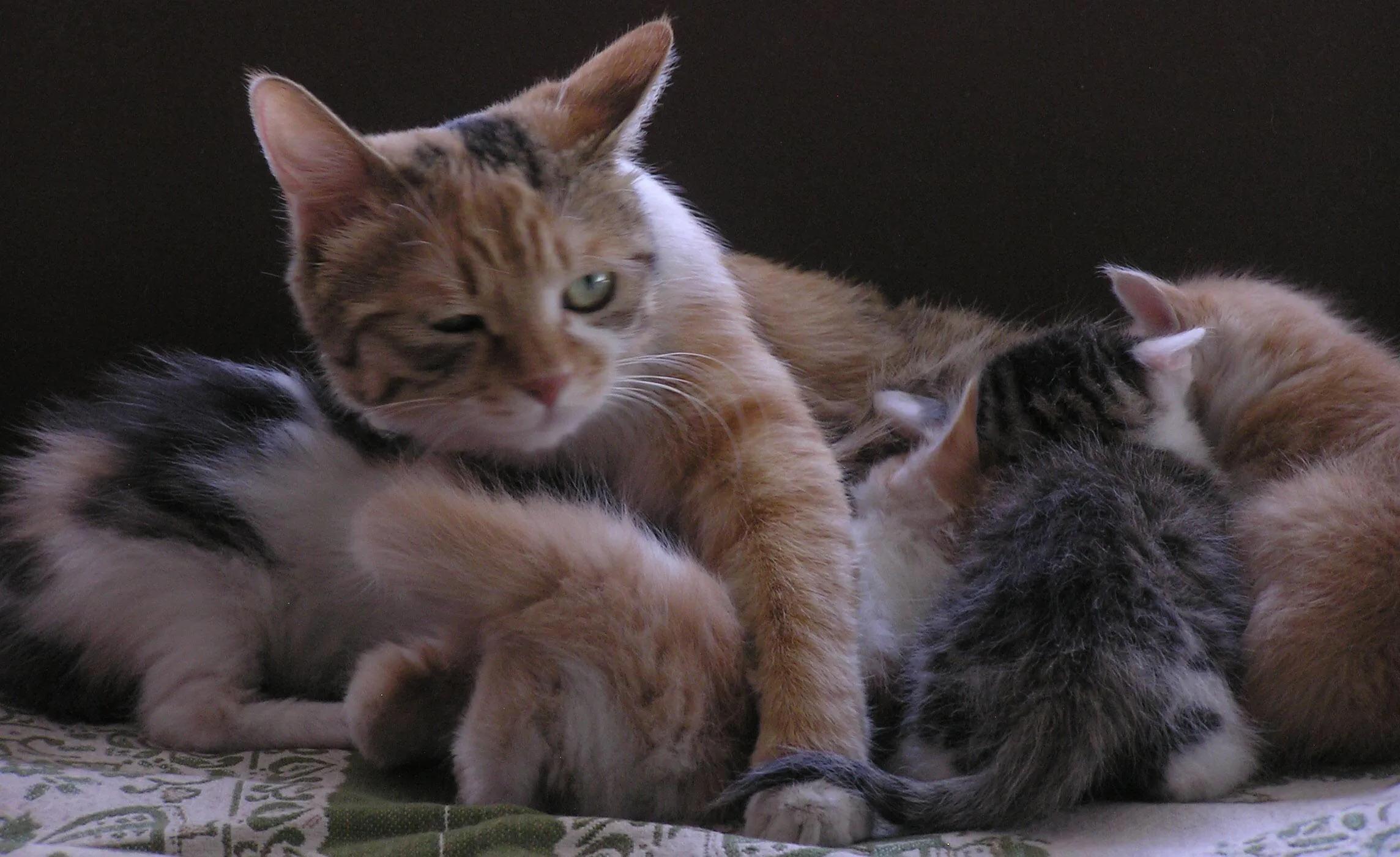 选猫舍注意事项,如何挑选正确的猫舍