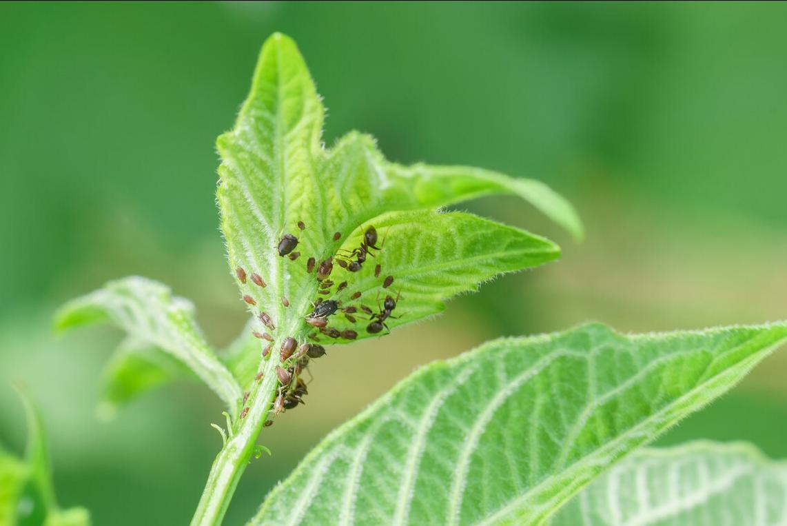 目前防治蚜虫最有效是什么药,蚜虫最简单有效的防治方法蔬菜