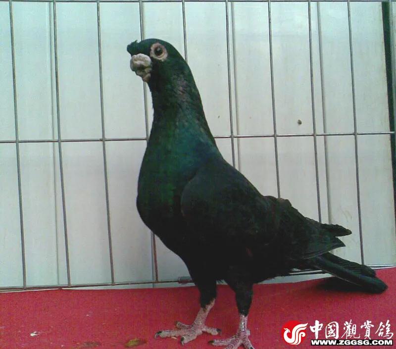 北京鸽哨制作,北京鸽哨晨曲