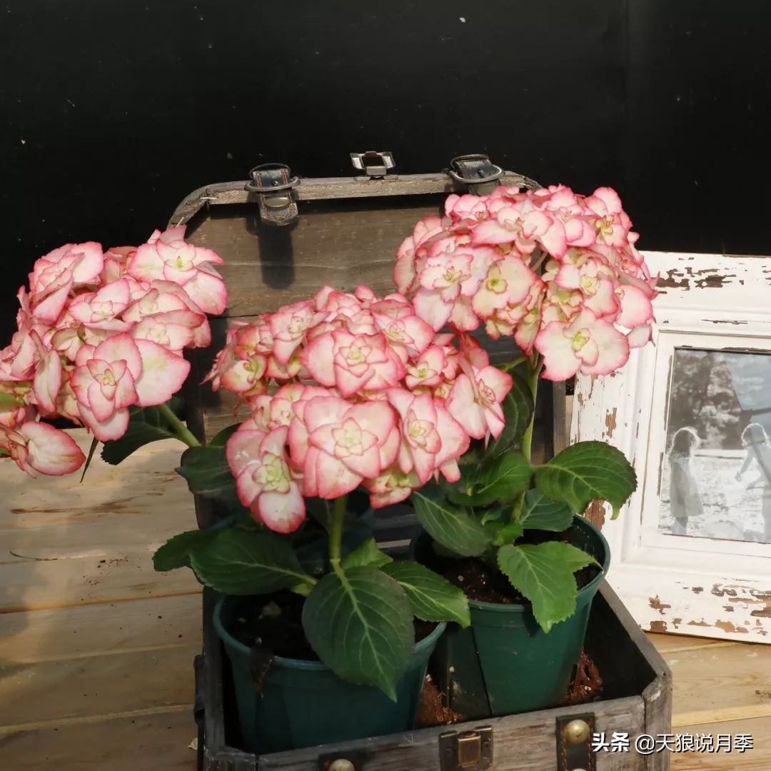 绣球季家里不缺花，全场8折迎初夏