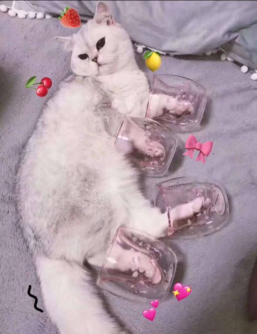 猫爪杯五百多,猫爪杯售价涨至一千