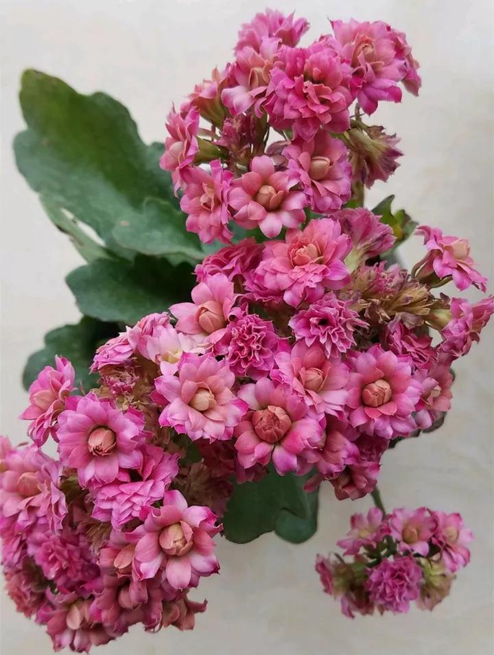 长寿花，寓意好、开花漂亮，花期长，品种多达300个