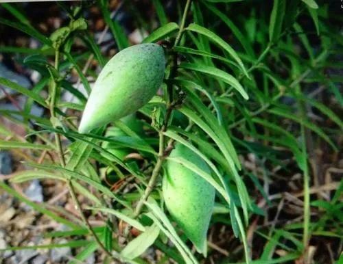 农村山上野果野菜多,农村山上最好吃的水果六种