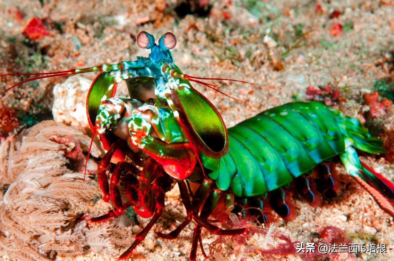 螳螂虾击碎乌龟壳,螳螂虾攻击螳螂虾