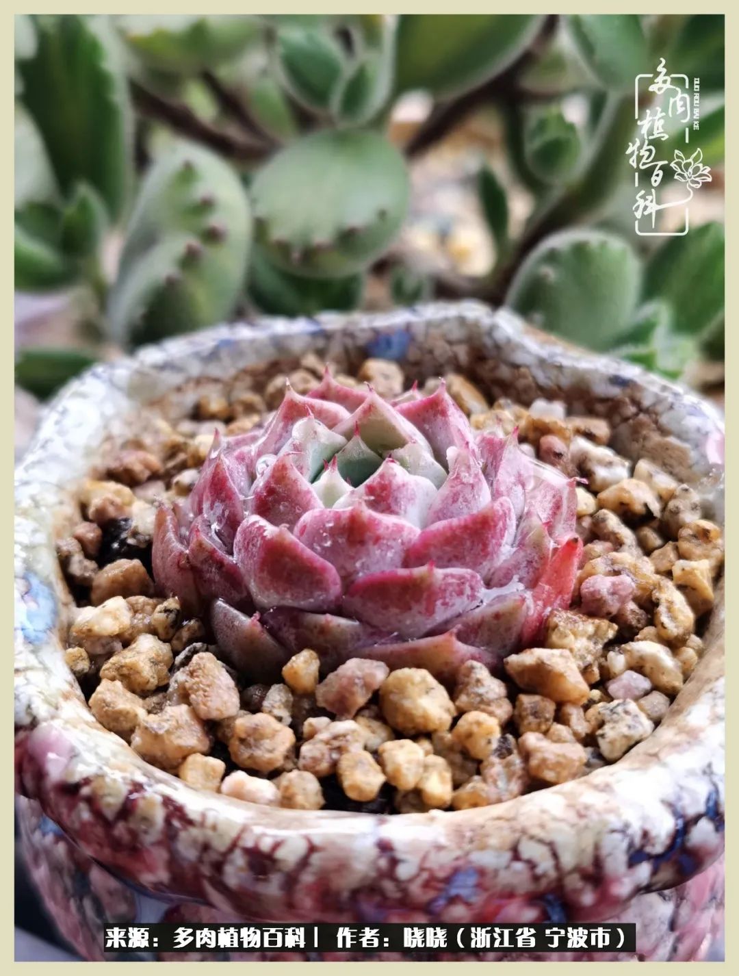 对多肉的热爱深入骨髓,当激情退却希望你依然保持热爱