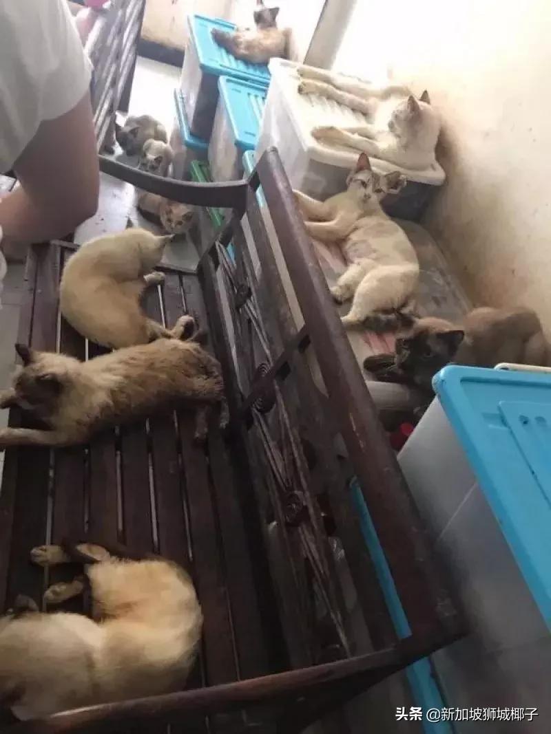 新加坡hdb是什么样的,新加坡hdb条件