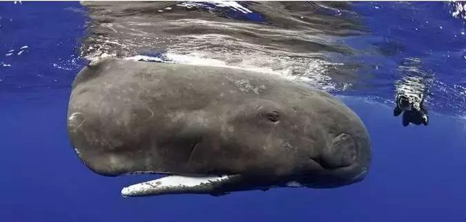 “牙中第一润”，到底是不是违法？