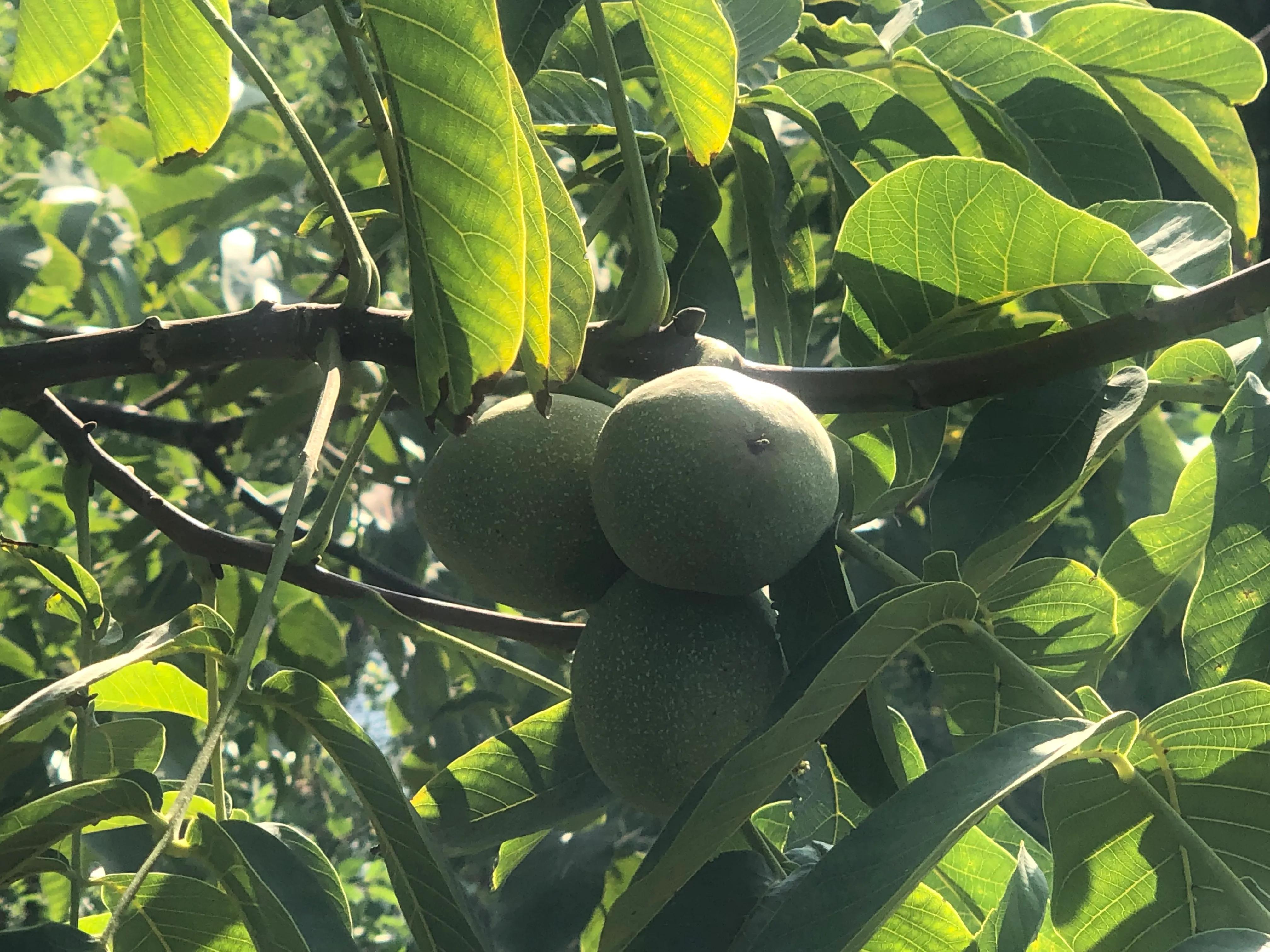 核桃树象征意义多子多福,核桃树红色代表什么