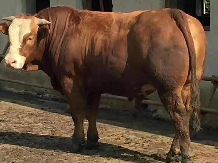 如何辨认病牛,如何从牛眼辨别牛的病症及治疗