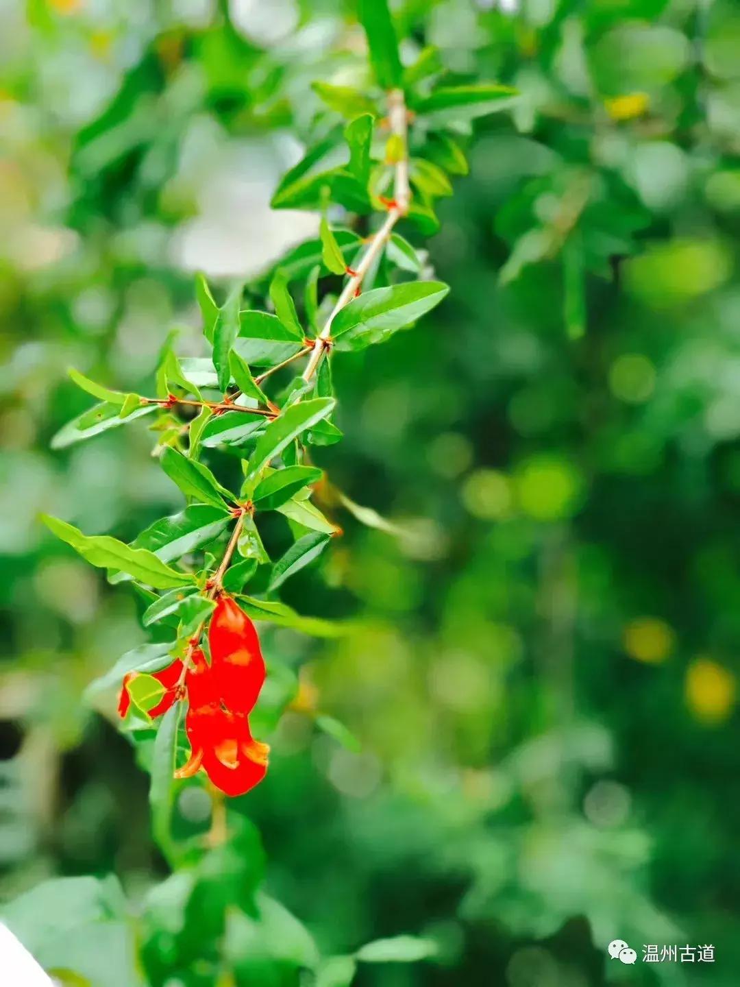 平阳鸣山古村落图片,千年古村平阳县鸣山村古城夜景