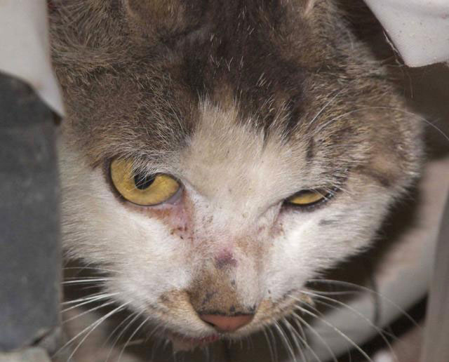 猫咪腿断了自愈后怎么做康复锻炼,猫咪生病不严重可以自愈吗