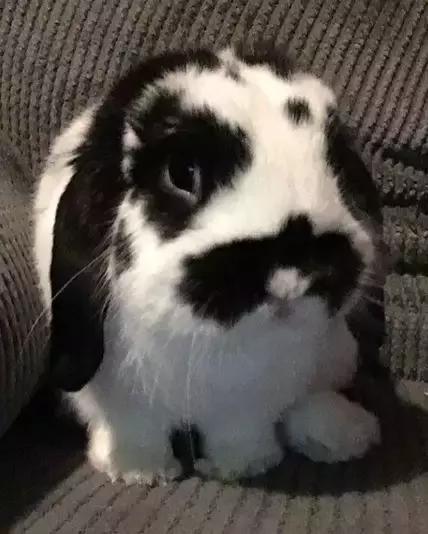 家里养了一只猫又带回来两只猫,网友养了二只猫