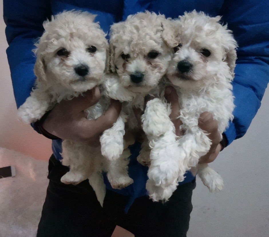 为什么不建议新手养大型犬,为什么新手不建议养大型犬