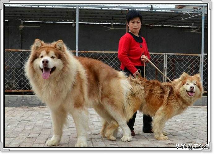 阿拉斯加怎么养才能又肥又大,为什么不建议买阿拉斯加