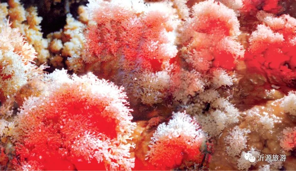 石花洞景区图片欣赏高清,探索石花洞穴