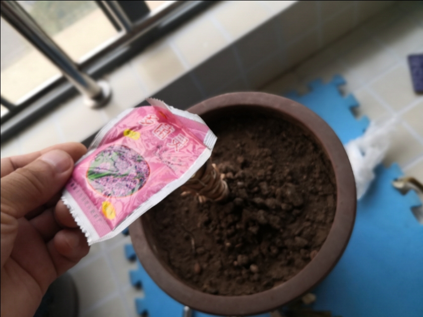 龙须树一头变多头怎样修剪,龙须树单头的好还是多头的好