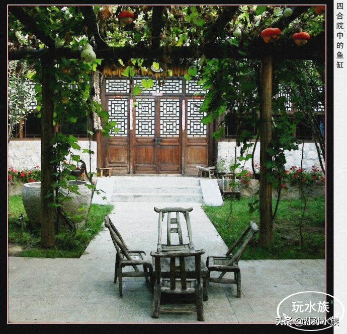 古法养金鱼高手,古法养金鱼抽底