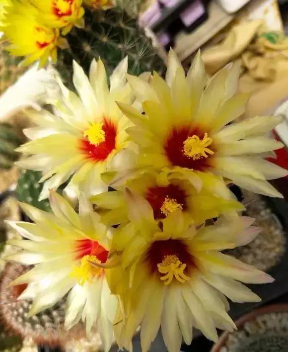 会开花的仙人球有几种,仙人球开花机器有哪些