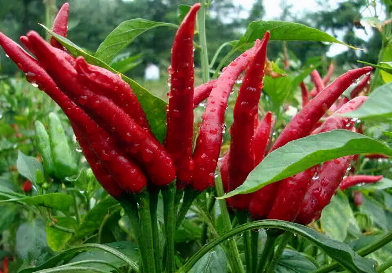 超级工业辣椒,工业辣椒完美收官