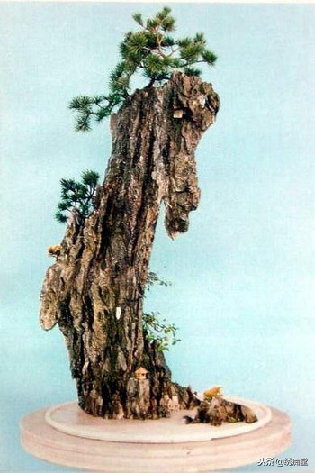 丛林式盆景欣赏,盆景欣赏及制作