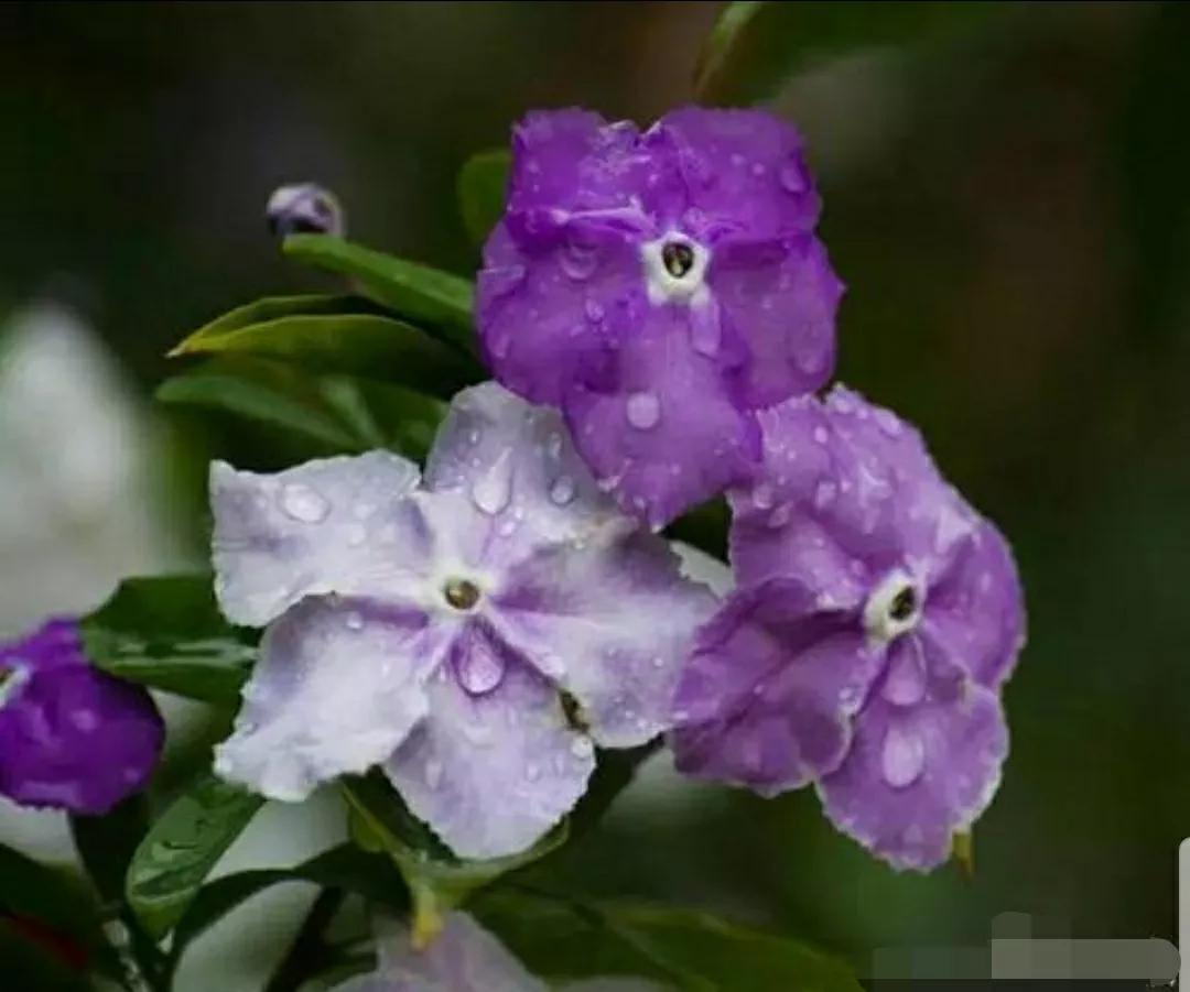 芳踪难觅濒危花!清新治愈篇:沙漠高原是吾家,豹子花的春天来了