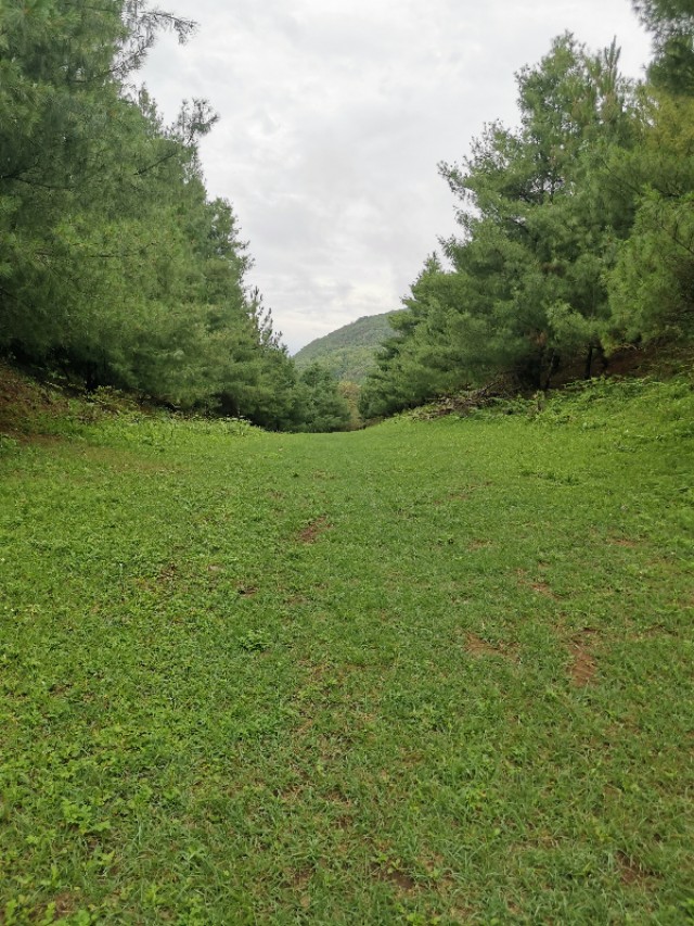 云南香格里拉的优质松茸,云南香格里拉德钦松茸