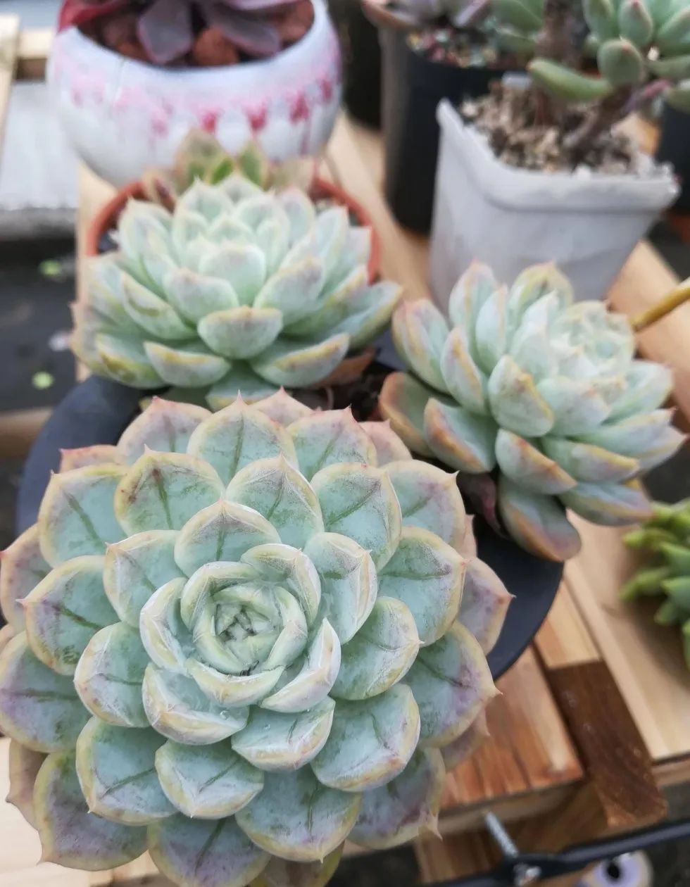 有暗纹的多肉有哪些,暗纹系多肉有哪些