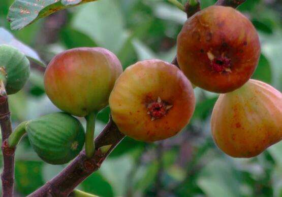 超高密植无花果栽培技术,无花果栽培技巧