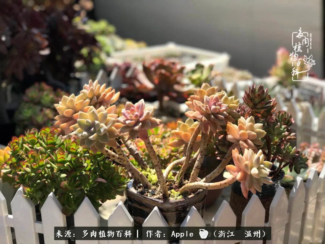 多肉成长记观察记录怎么写,多肉成长记录观察展板