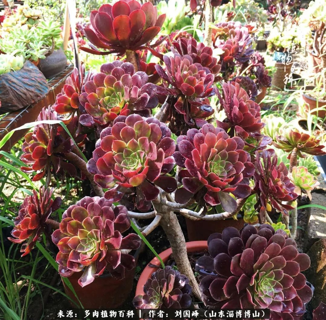 多肉安全度夏技巧,多肉如何度夏教学