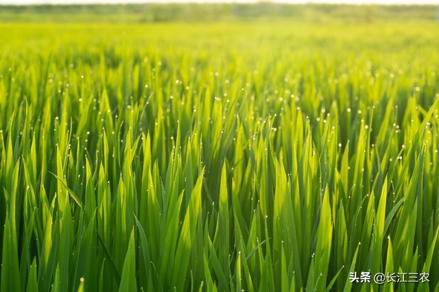 旱稻的栽培技术,四川旱稻栽培