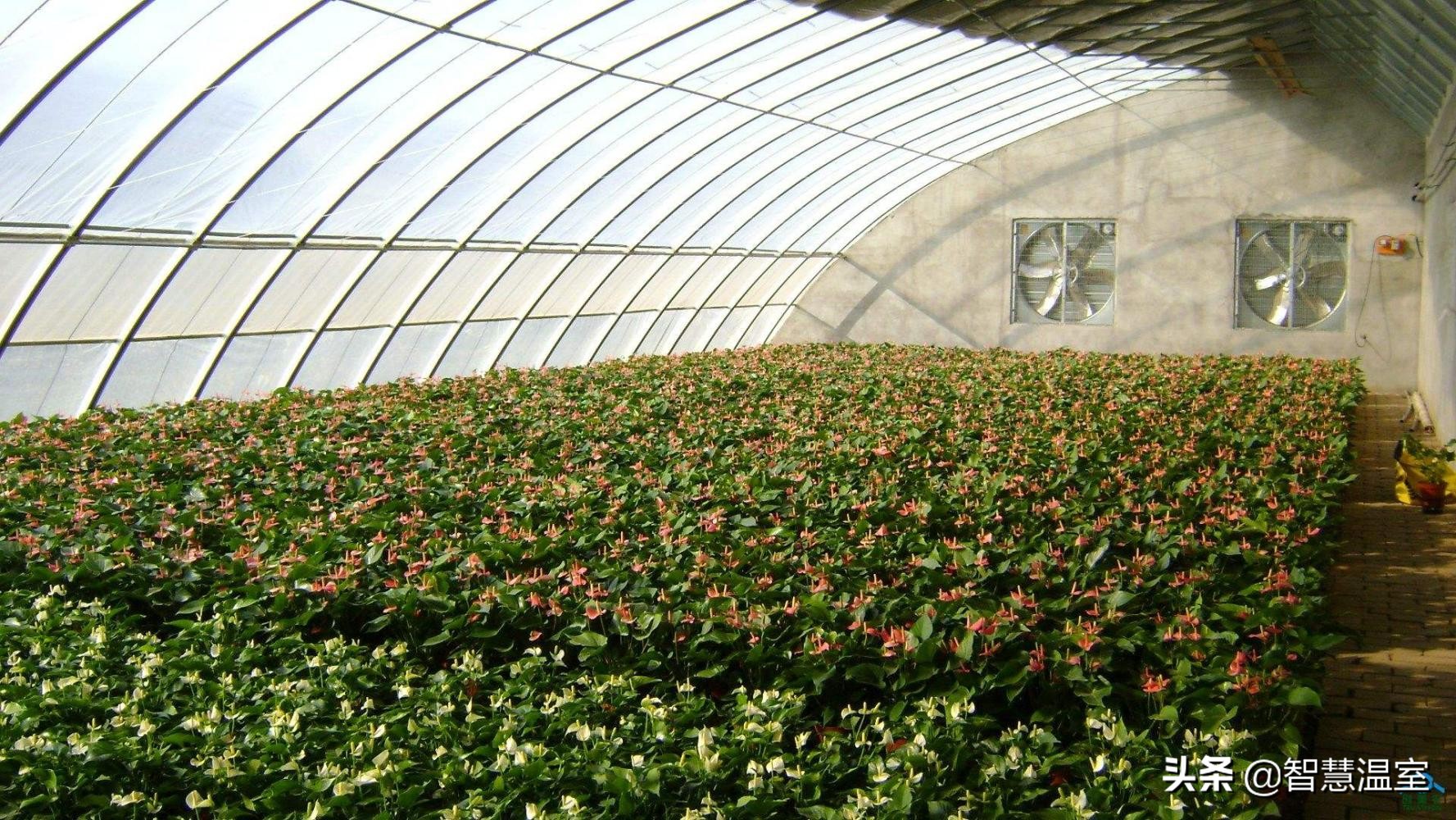 盘点温室大棚的优缺点,看看哪个类型适合你