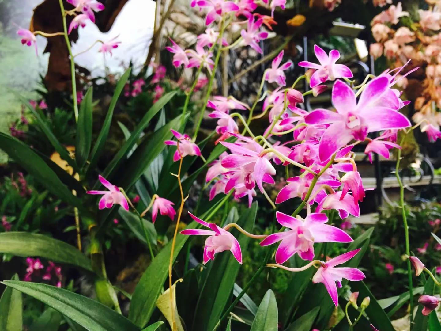 兰花最美的季节是冬季,北方冬季赏兰花