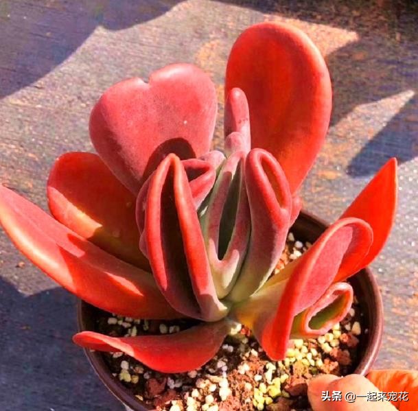 带狐狸形状的多肉,狐狸多肉养护