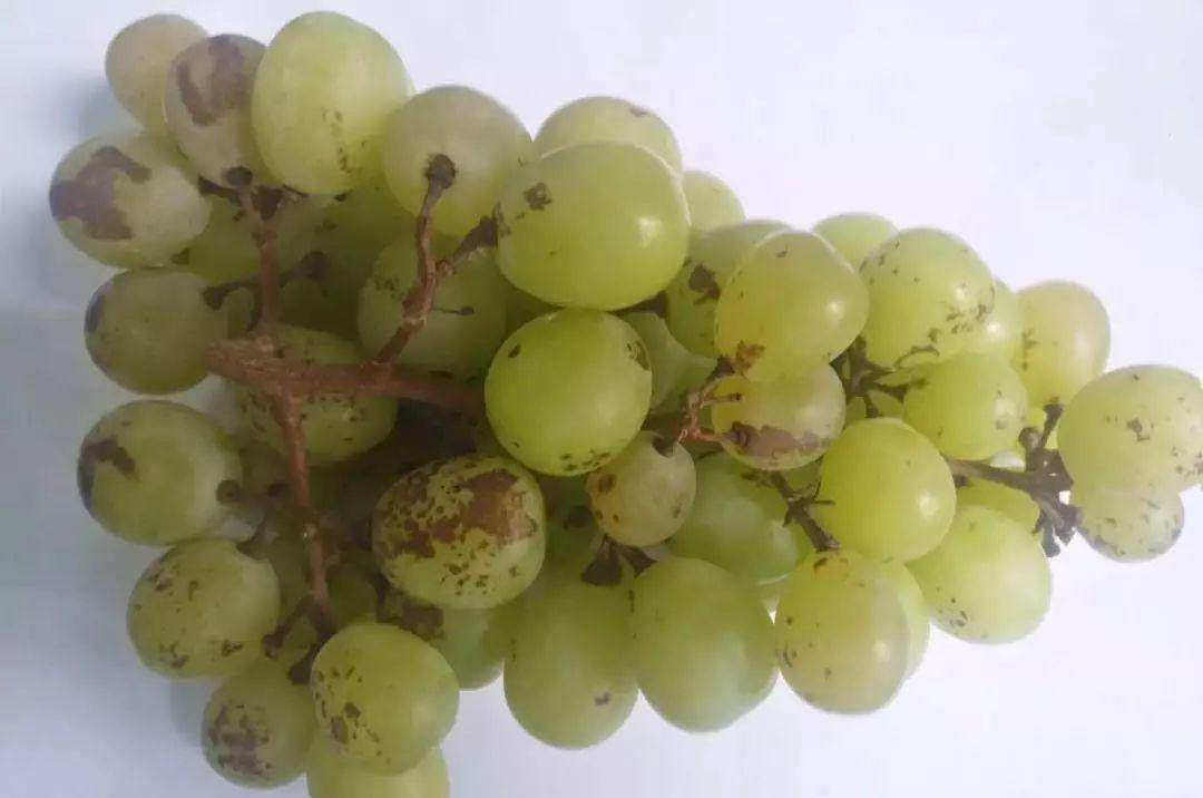 葡萄有果锈是什么病,葡萄树干开裂是怎么回事